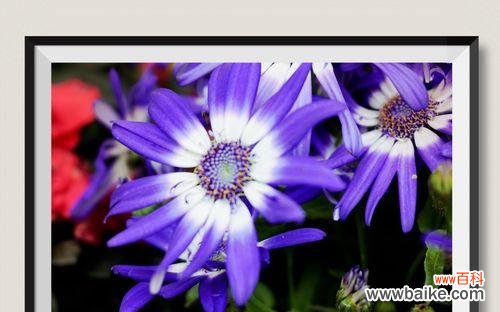 解读瓜叶菊的花语与美丽的寓意 瓜叶菊的花语及其传达的意义