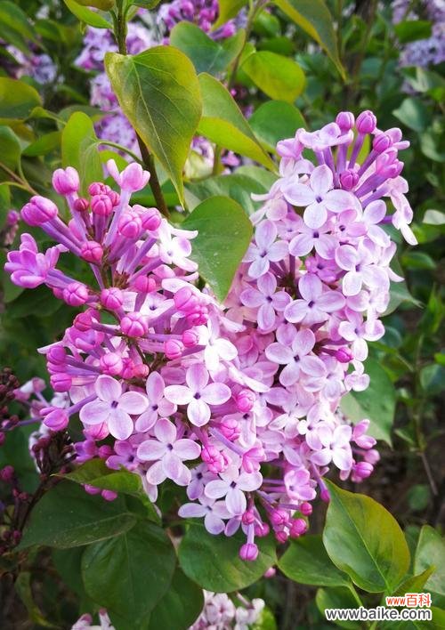 揭开丁香花背后的深刻寓意 丁香花的花语——美丽与永恒