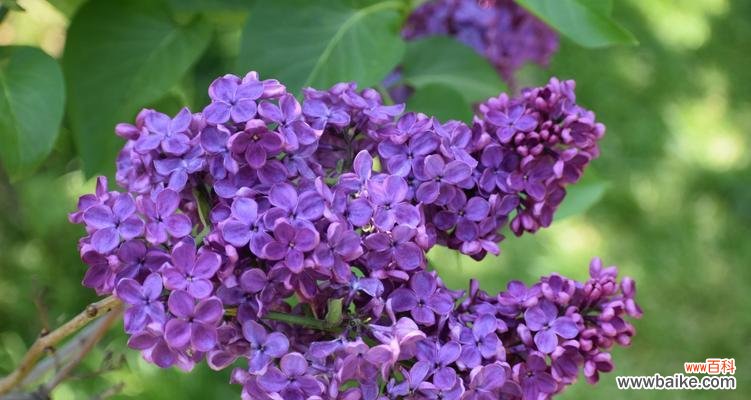 揭开丁香花背后的深刻寓意 丁香花的花语——美丽与永恒