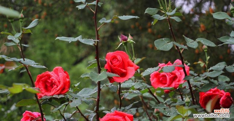 揭秘月季花语的丰富内涵与情感表达 月季花语