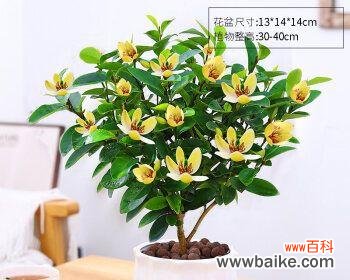 绿色与美学的完美结合 室内装饰中观赏植物的意义