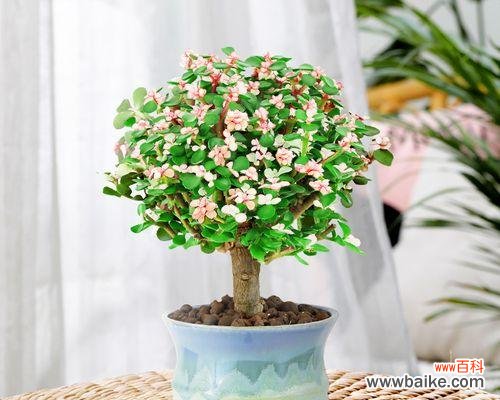 绿色与美学的完美结合 室内装饰中观赏植物的意义