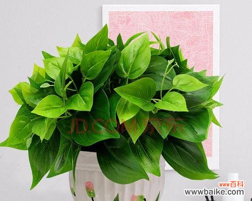 绿色与美学的完美结合 室内装饰中观赏植物的意义