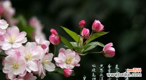 借叶海棠花语探索生命的意义与价值 观叶海棠花语