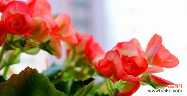 借叶海棠花语探索生命的意义与价值 观叶海棠花语