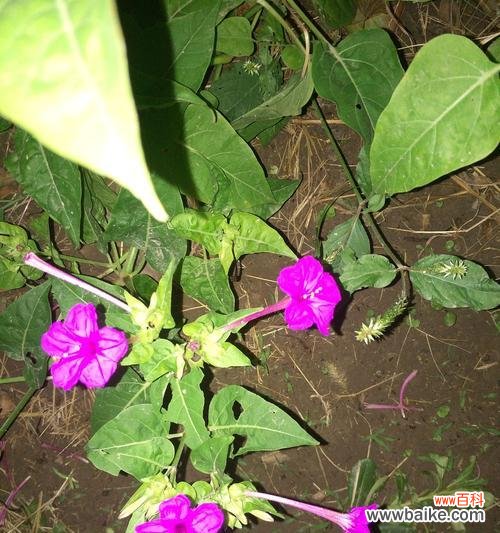 追逐梦想的勇士与坚持不懈的奋斗者 以牵牛花象征的人