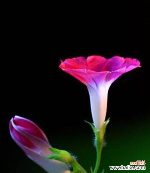 追逐梦想的勇士与坚持不懈的奋斗者 以牵牛花象征的人