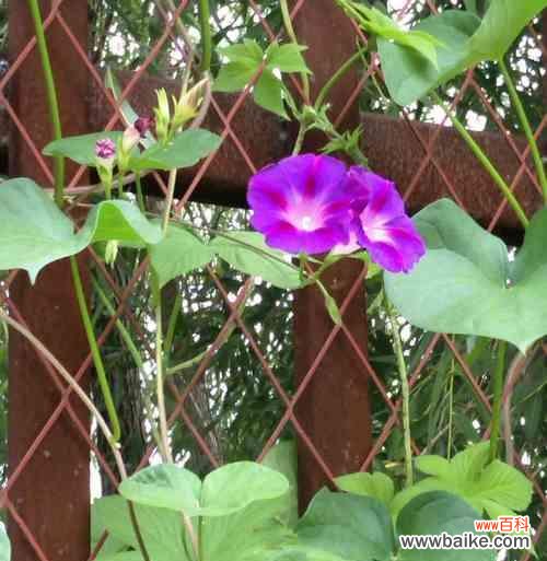 追逐梦想的勇士与坚持不懈的奋斗者 以牵牛花象征的人