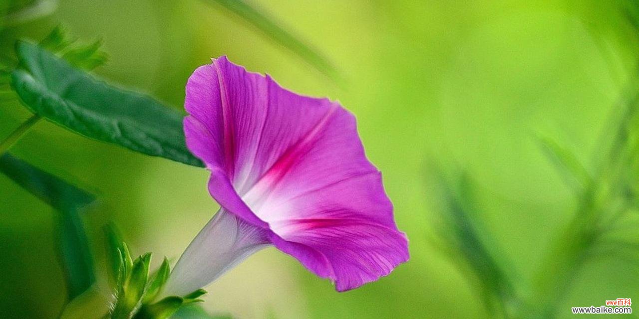 盛开于心 牵牛花