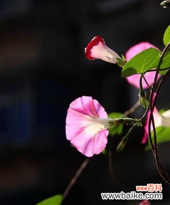 解读牵牛花的花语与文化内涵 牵牛花的象征意义及文化传承