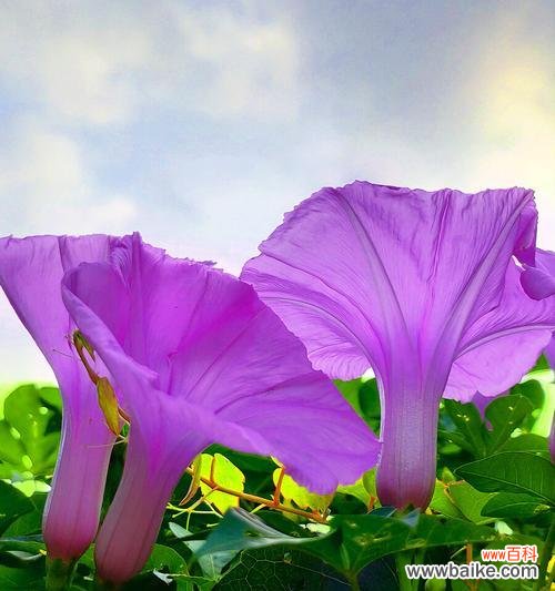 解读牵牛花的花语与文化内涵 牵牛花的象征意义及文化传承