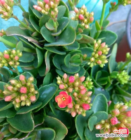 以花语传递长寿之祝福 花开长寿，寓意吉祥与健康