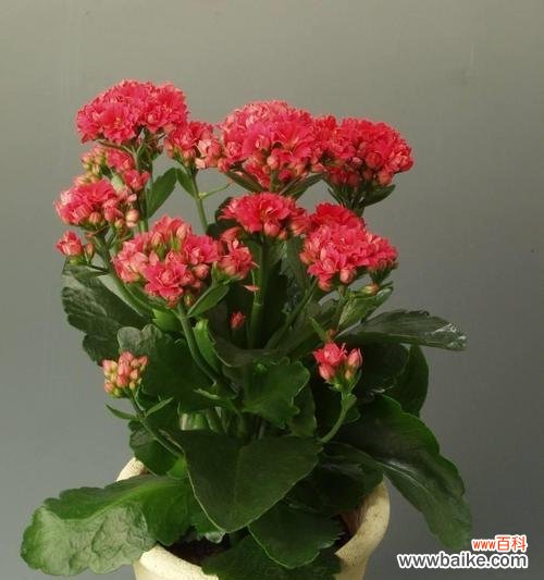 以花语传递长寿之祝福 花开长寿，寓意吉祥与健康