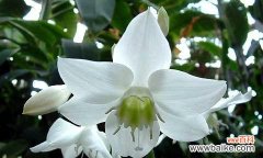 南美水仙 南美水仙的花语