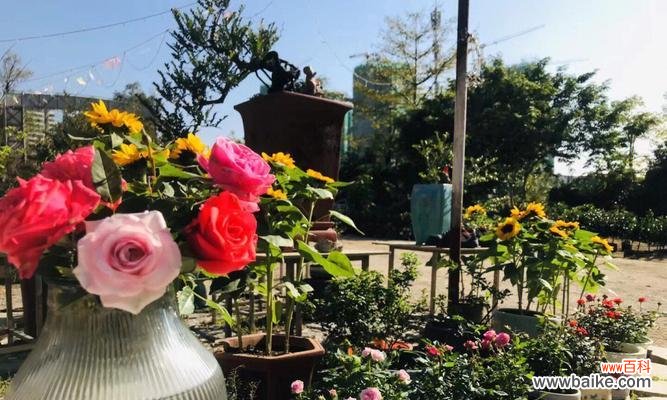 室内盆栽玫瑰的浇水需求及技巧 以盆栽的玫瑰怎样浇水