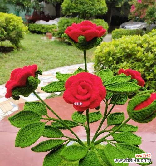 室内盆栽玫瑰的浇水需求及技巧 以盆栽的玫瑰怎样浇水