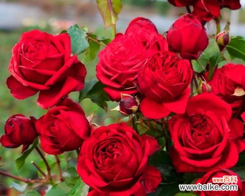 打造迷人花园的关键技巧 盆栽月季的养护指南