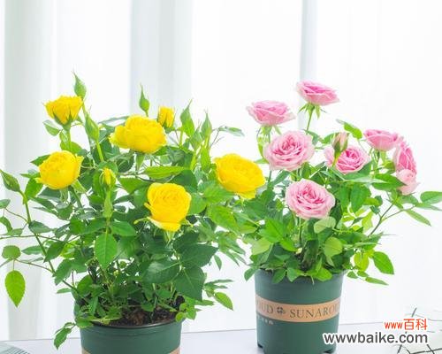 打造迷人花园的关键技巧 盆栽月季的养护指南