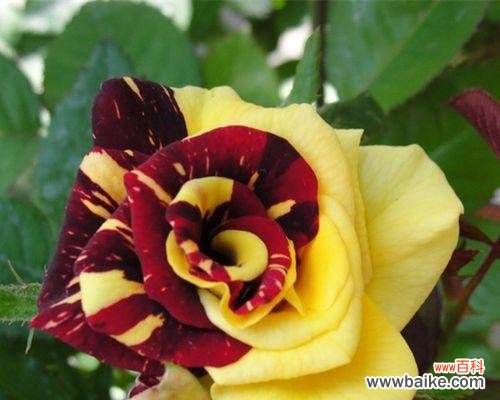 打造迷人花园的关键技巧 盆栽月季的养护指南