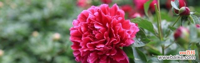 传承千年的花卉文化与美学艺术 七芍药八牡丹