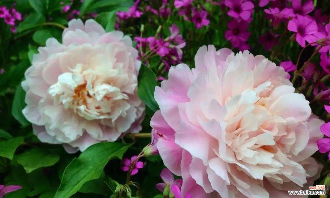 传承千年的花卉文化与美学艺术 七芍药八牡丹