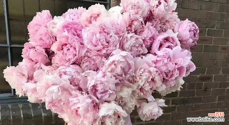 传承千年的花卉文化与美学艺术 七芍药八牡丹