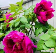 打造绚丽花园的必备之选 如何培养盆栽牡丹