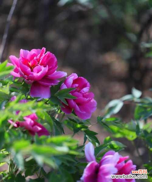 打造绚丽花园的必备之选 如何培养盆栽牡丹