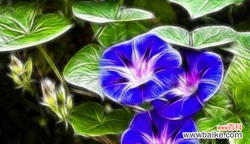 探寻牵牛花的神奇语言 牵牛花的花语与美丽秘密