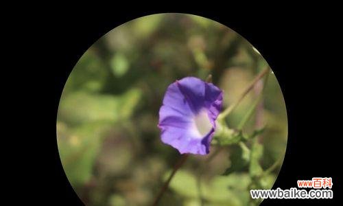 探索花卉语言中的秘密 牵牛花花花语