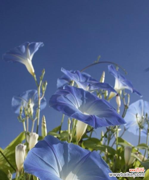 一朵花的诗意与情感 牵牛花