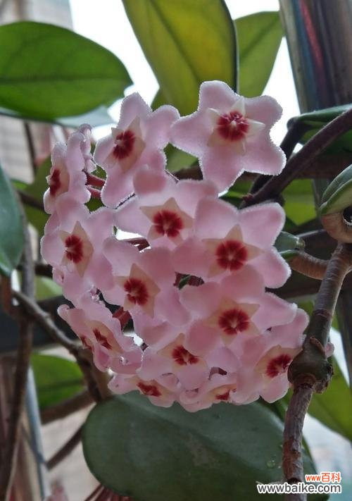 解读球兰花的花语和神秘象征 球兰花