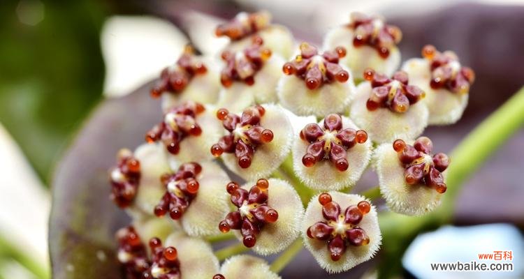 解读球兰花的花语和神秘象征 球兰花