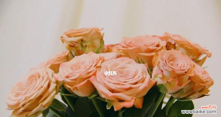 用玫瑰花语传递心意,让卡布奇诺更有味道 卡布奇诺玫瑰花语的意义