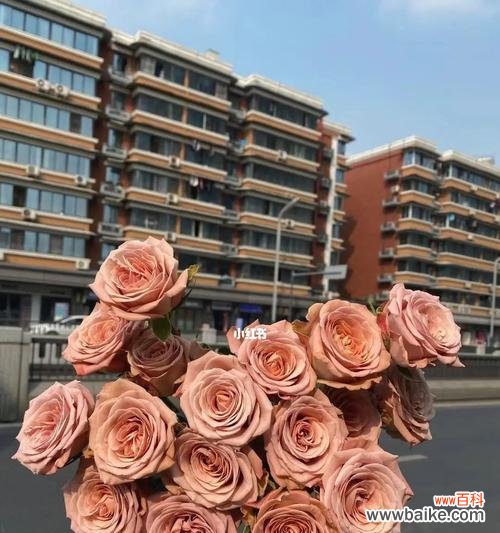 用玫瑰花语传递心意,让卡布奇诺更有味道 卡布奇诺玫瑰花语的意义