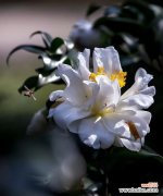 探寻白茶花的花语含义和文化意义 白茶花——清新脱俗的花语之美