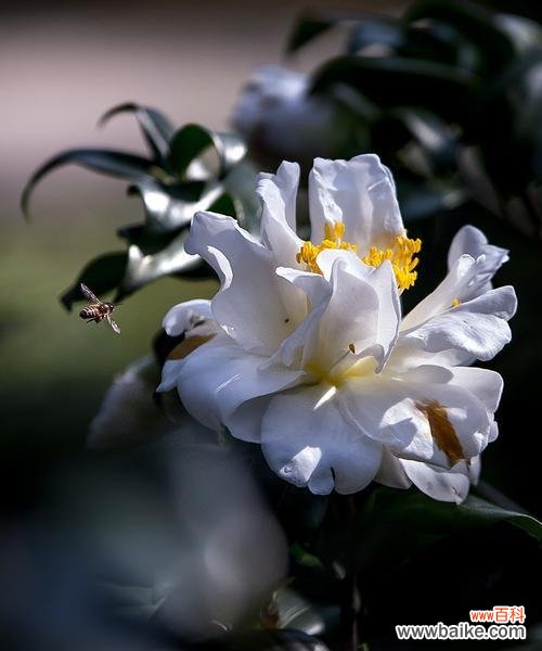 探寻白茶花的花语含义和文化意义 白茶花——清新脱俗的花语之美