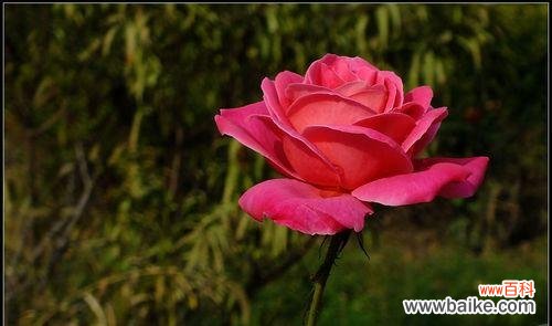 掌握花开花落中的心语 探秘月季花语