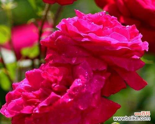 掌握花开花落中的心语 探秘月季花语