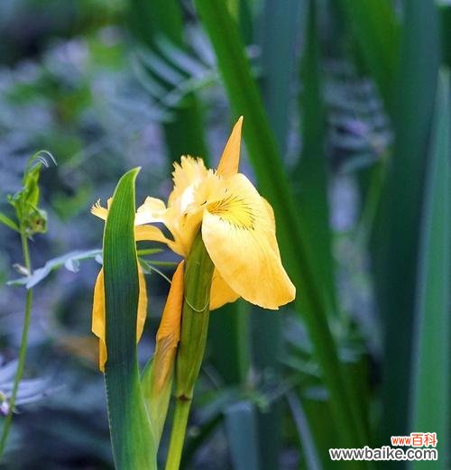 浅析菖蒲的文化内涵与代表意义 菖蒲——优美的花语与象征意义