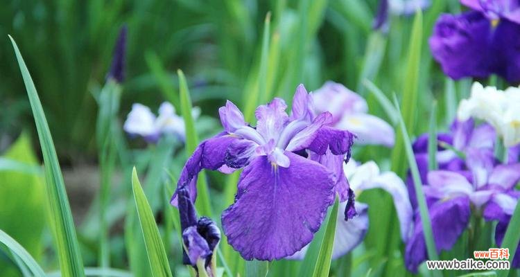 浅析菖蒲的文化内涵与代表意义 菖蒲——优美的花语与象征意义