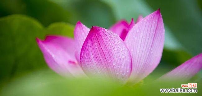 探究荷花的丰富内涵 荷花的花语与寓意