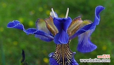 探秘花语，解读蓝蝴蝶的含义 蓝蝴蝶的花语