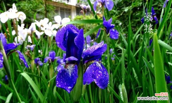 探秘花语，解读蓝蝴蝶的含义 蓝蝴蝶的花语