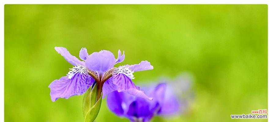 探秘花语，解读蓝蝴蝶的含义 蓝蝴蝶的花语