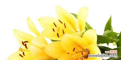 寓意深远的“黄色”，黄百合是什么花？花语有哪些？ 探寻黄百合的花语