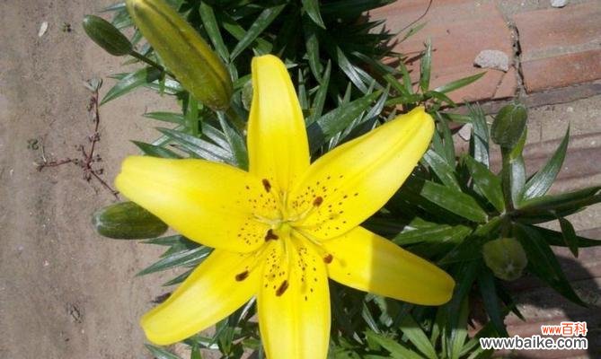 寓意深远的“黄色”，黄百合是什么花？花语有哪些？ 探寻黄百合的花语