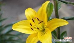 寓意深远的“黄色”，黄百合是什么花？花语有哪些？ 探寻黄百合的花语