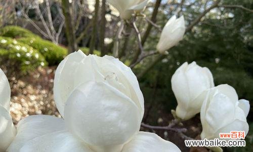 探寻白玉兰的含义与象征 白玉兰的花语
