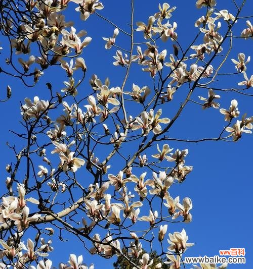 探寻白玉兰的含义与象征 白玉兰的花语